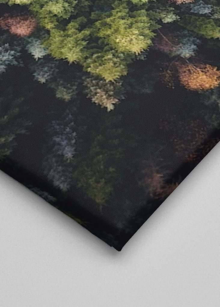 Farverige trætoppe ovenfra