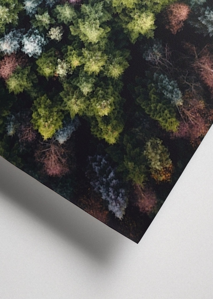 Farverige trætoppe ovenfra