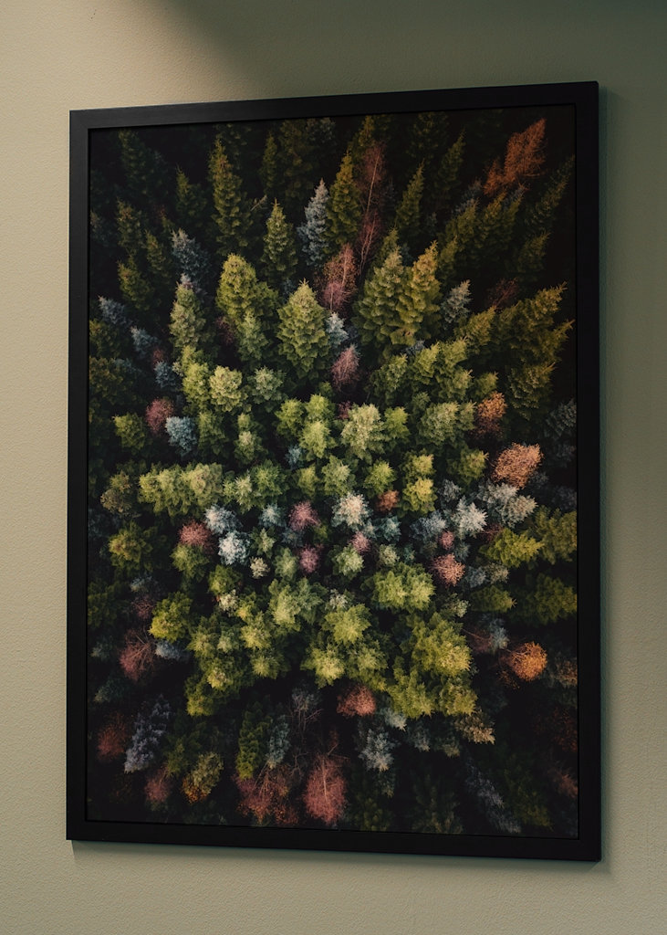 Farverige trætoppe ovenfra