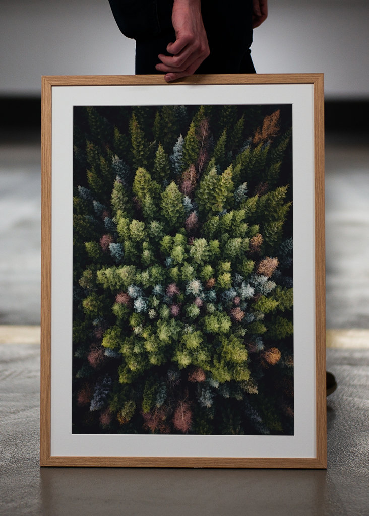 Farverige trætoppe ovenfra