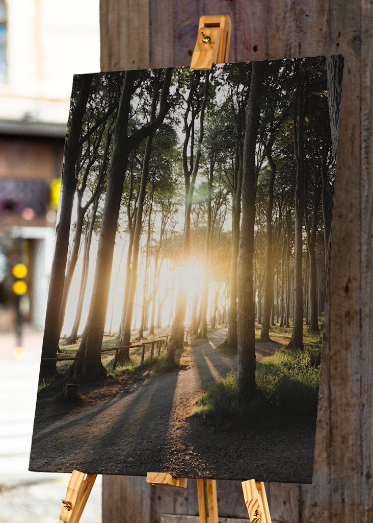 Sunrise in the forest 