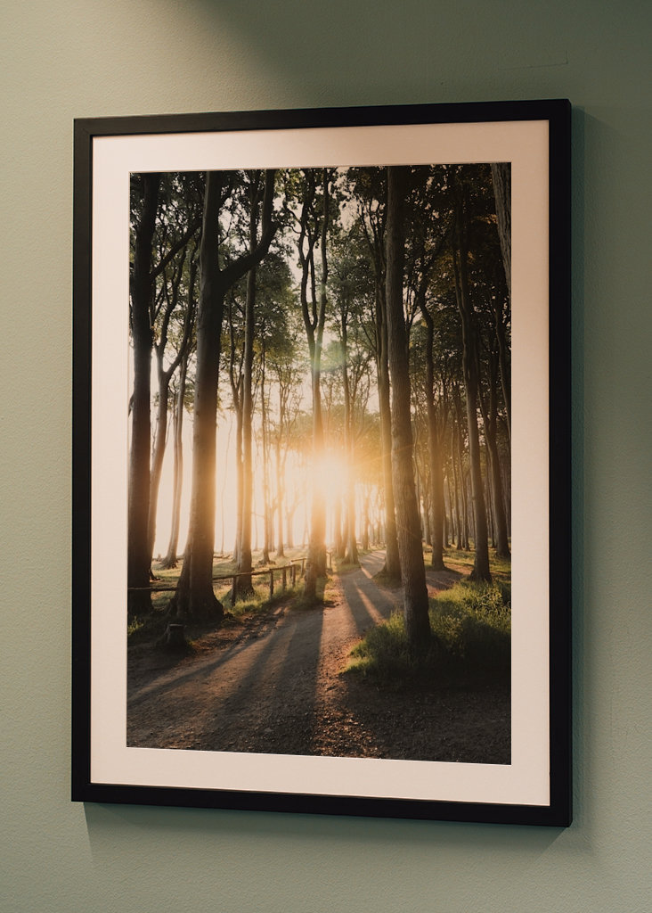 Sunrise in the forest 