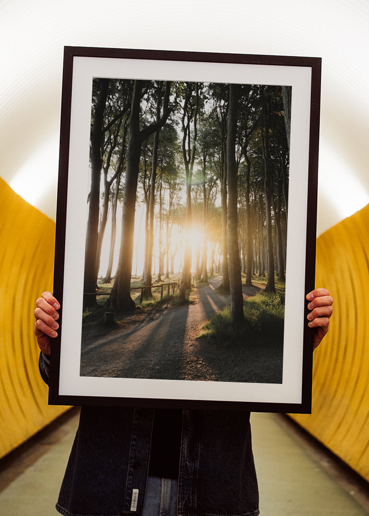 Sunrise in the forest 