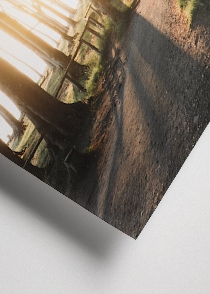 Sunrise in the forest 