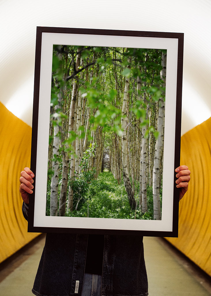 Fortryllende birkeskov