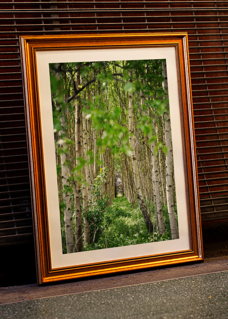 Fortryllende birkeskov