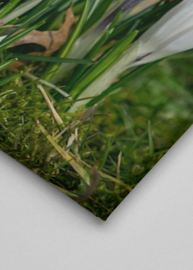 Die Frühlingssaison steht vor der Tür