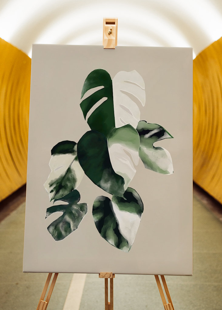Zweifarbige Monstera