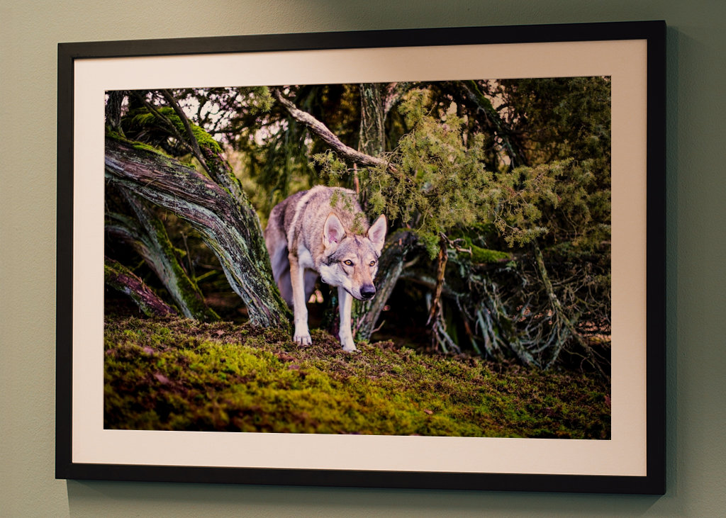 Tschechoslowakischer Wolfhund