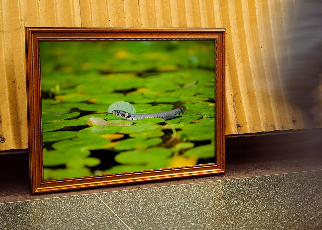 Serpente tra le ninfee