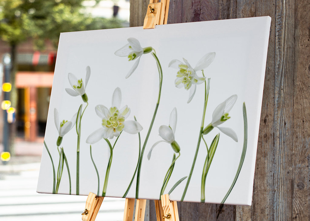 Frühlings-Schneeglöckchen