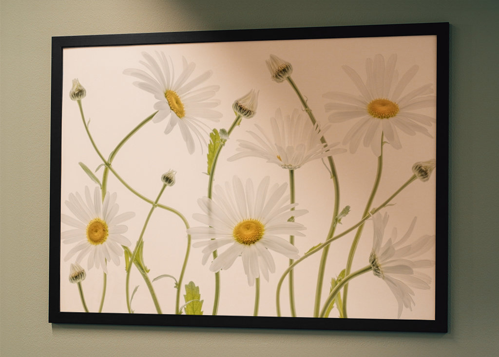 Ochsenaugen-Gänseblümchen