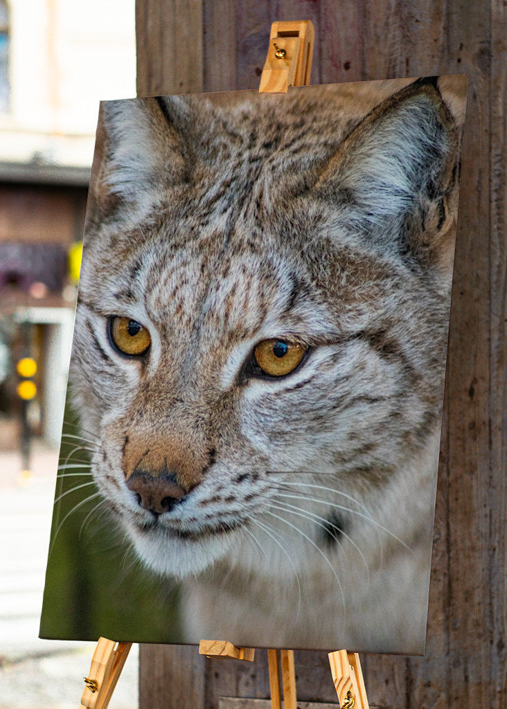 Lynx på Järvzoo