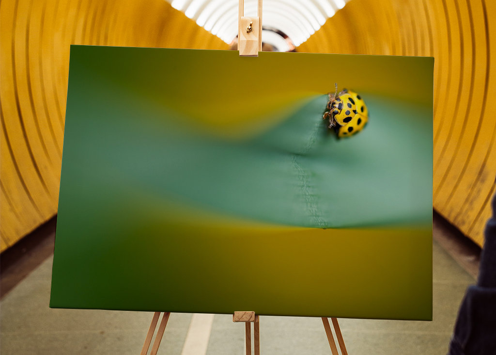 Gul mariehøne på blade