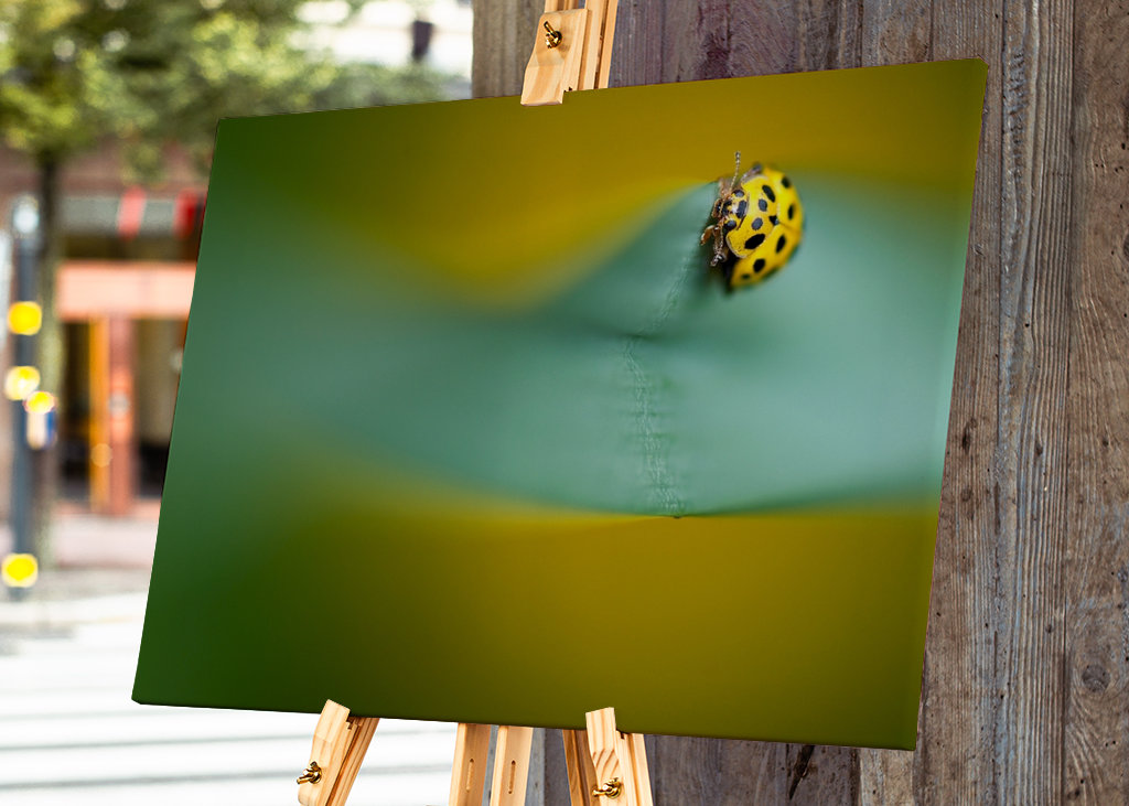 Gul mariehøne på blade