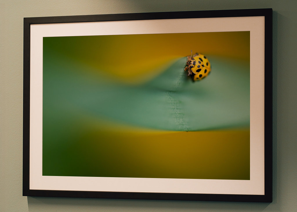 Gul mariehøne på blade