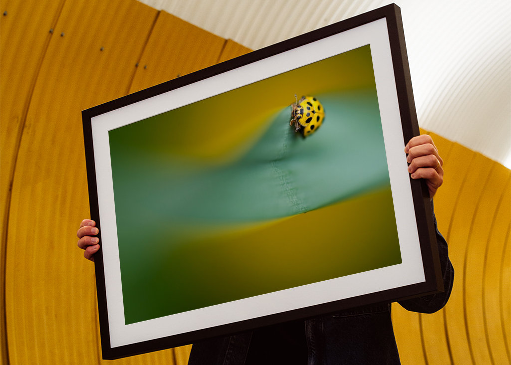 Gul mariehøne på blade