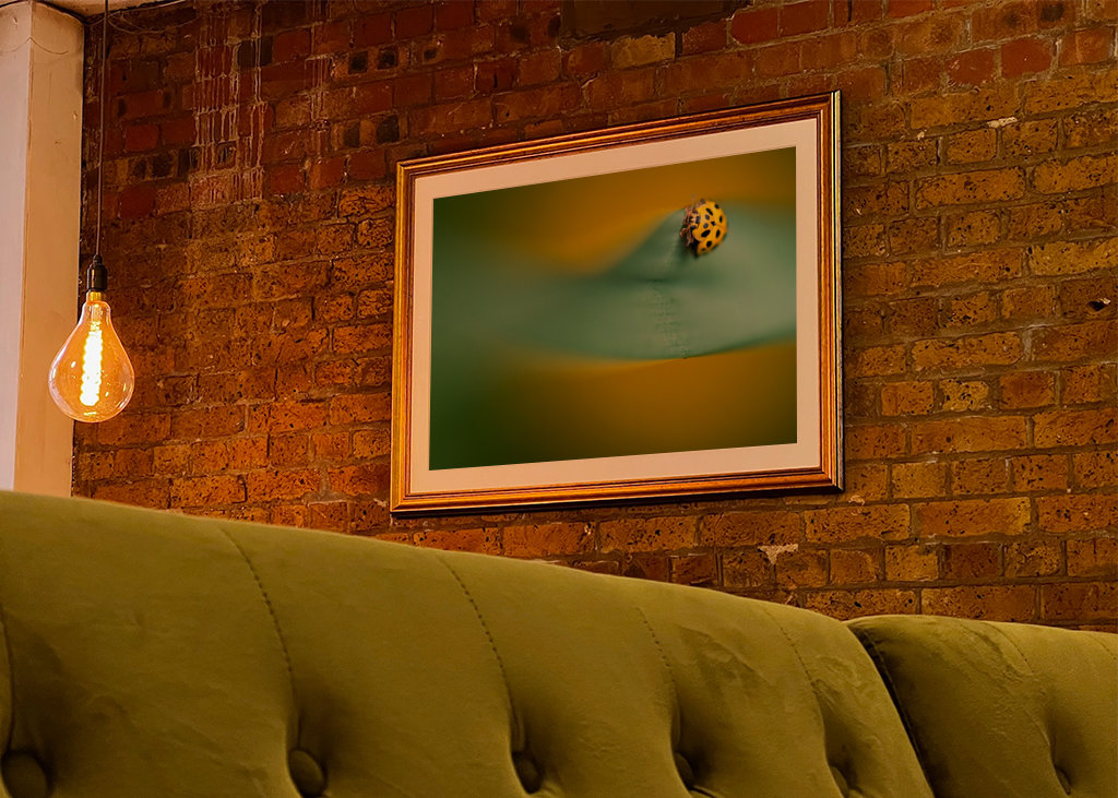 Gul mariehøne på blade