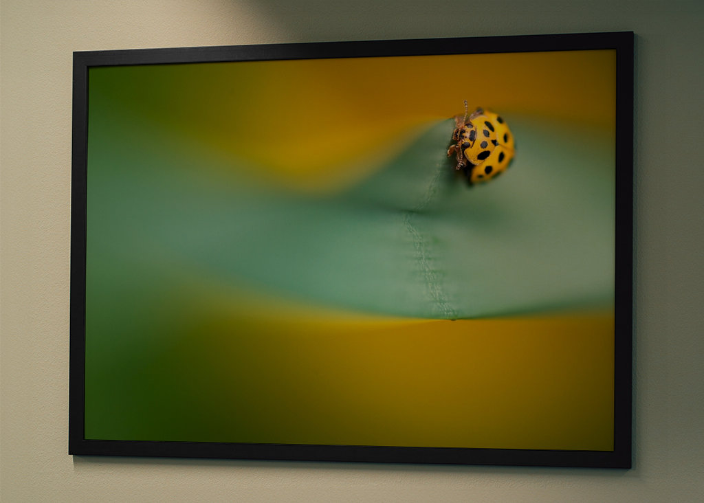 Gul mariehøne på blade