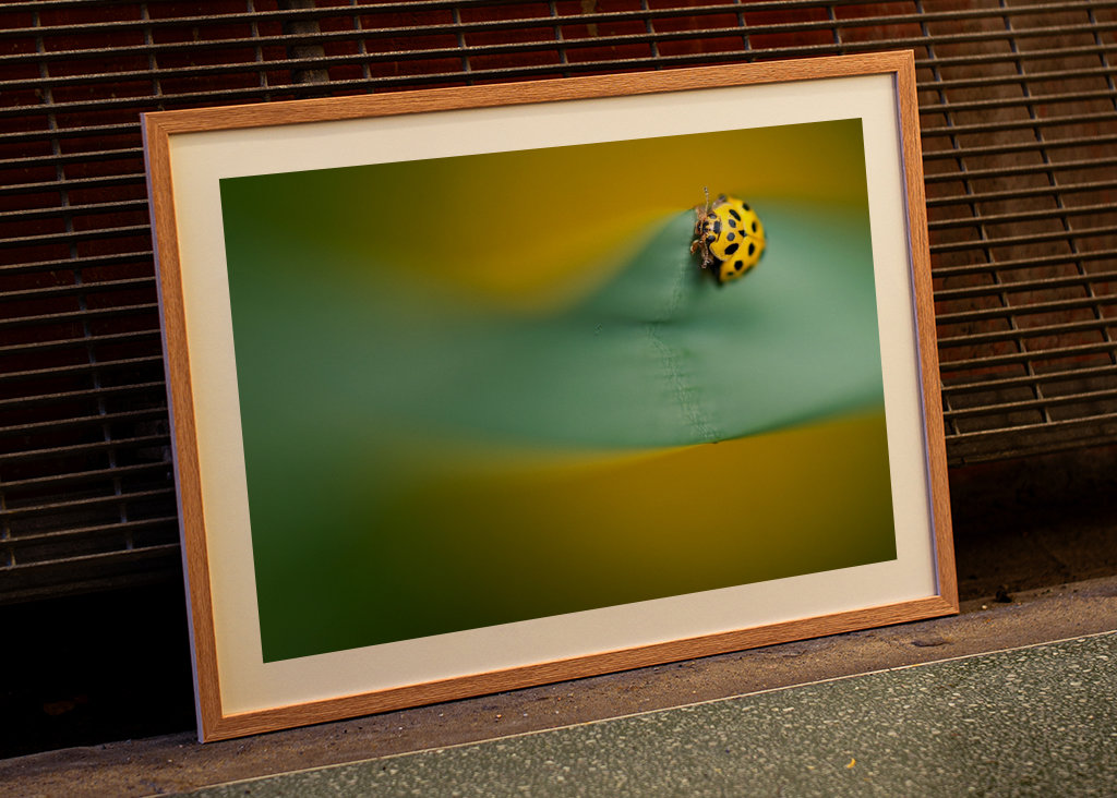 Gul mariehøne på blade