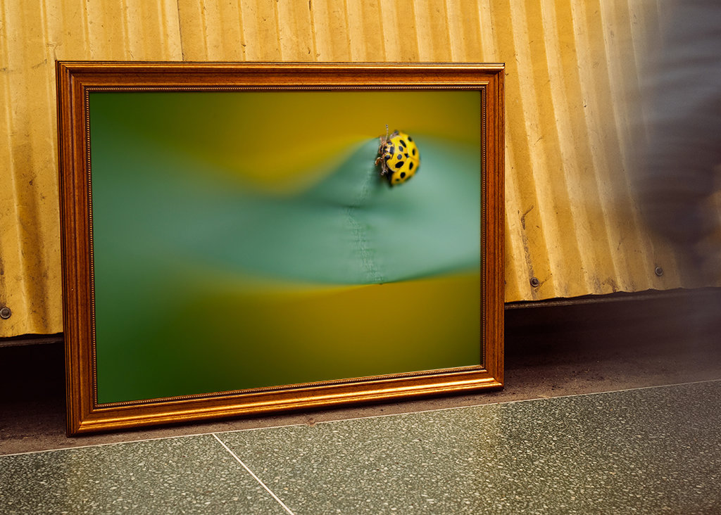 Gul mariehøne på blade