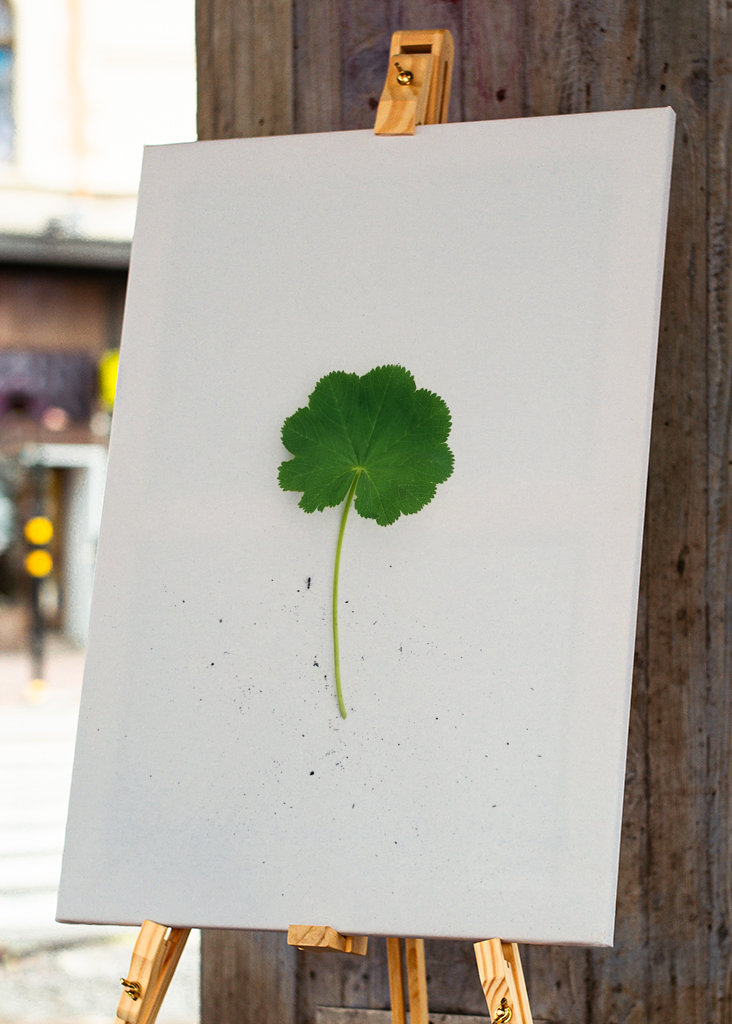 Kontryhel s mravencem