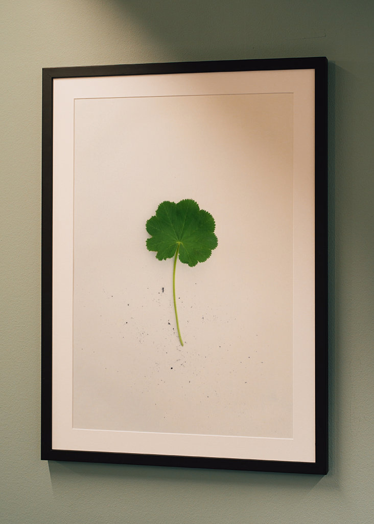 Kontryhel s mravencem