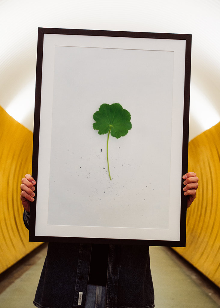 Kontryhel s mravencem