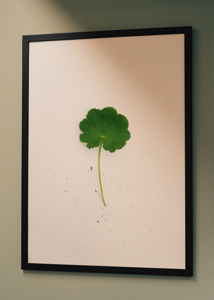 Kontryhel s mravencem