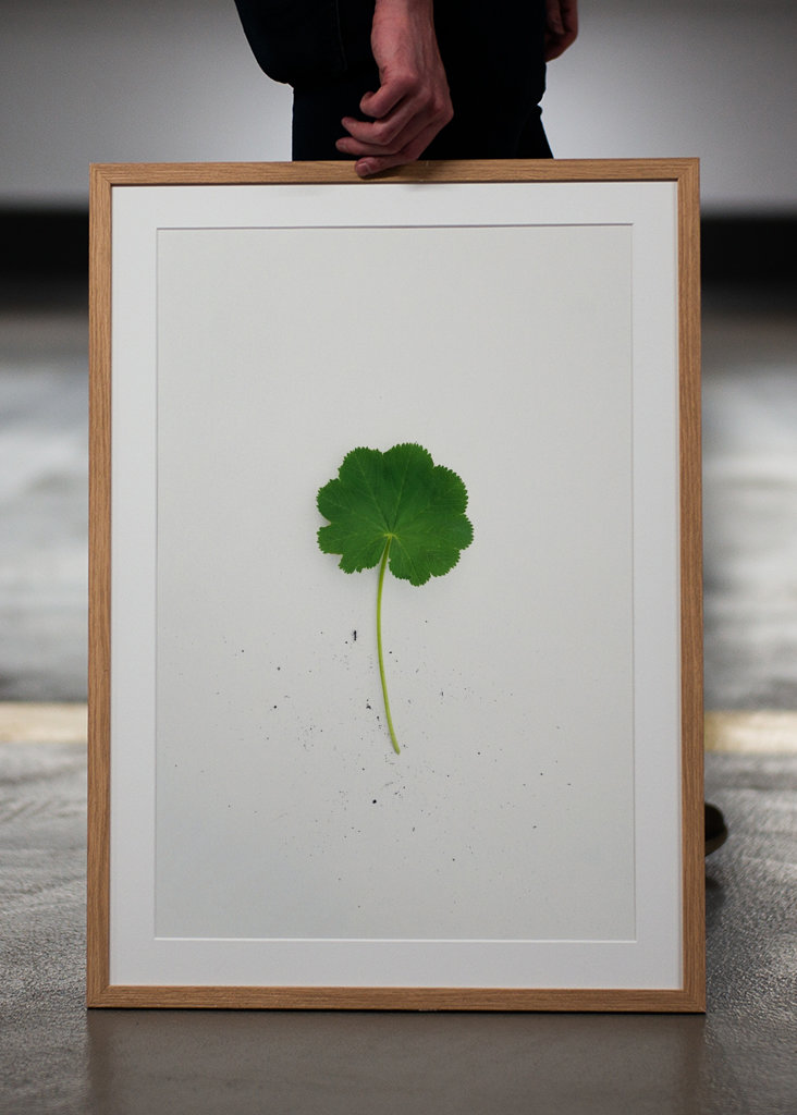 Kontryhel s mravencem