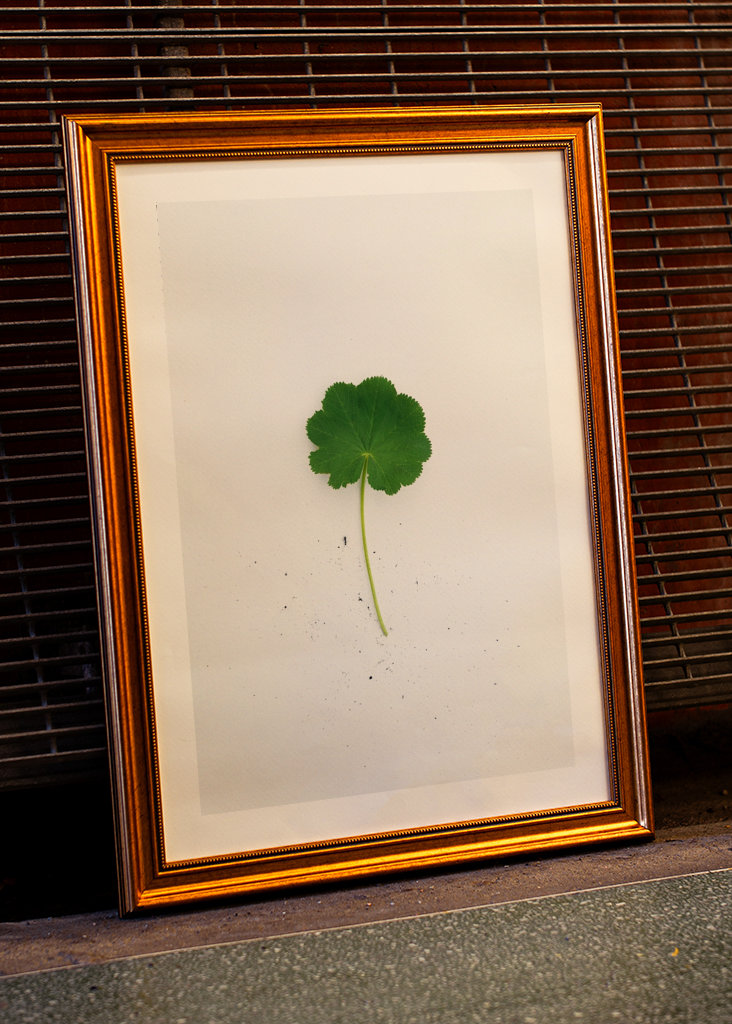 Kontryhel s mravencem