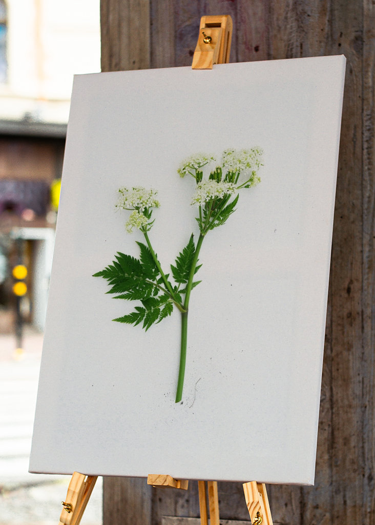 Spansk kørvel blomst flok