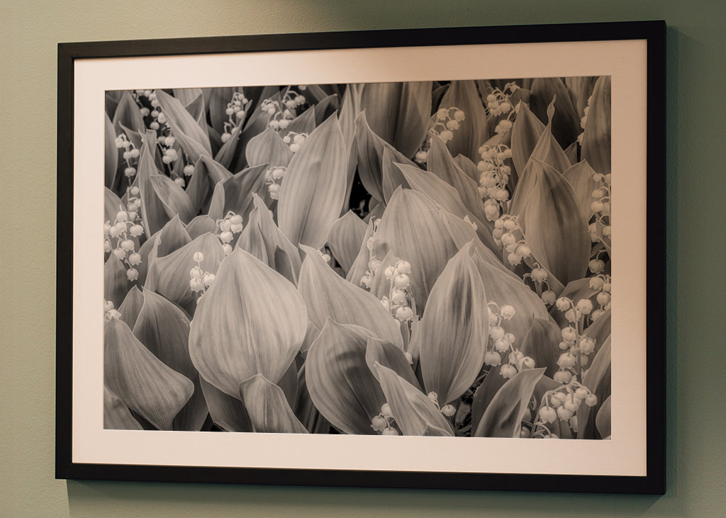 Lillies of the valley