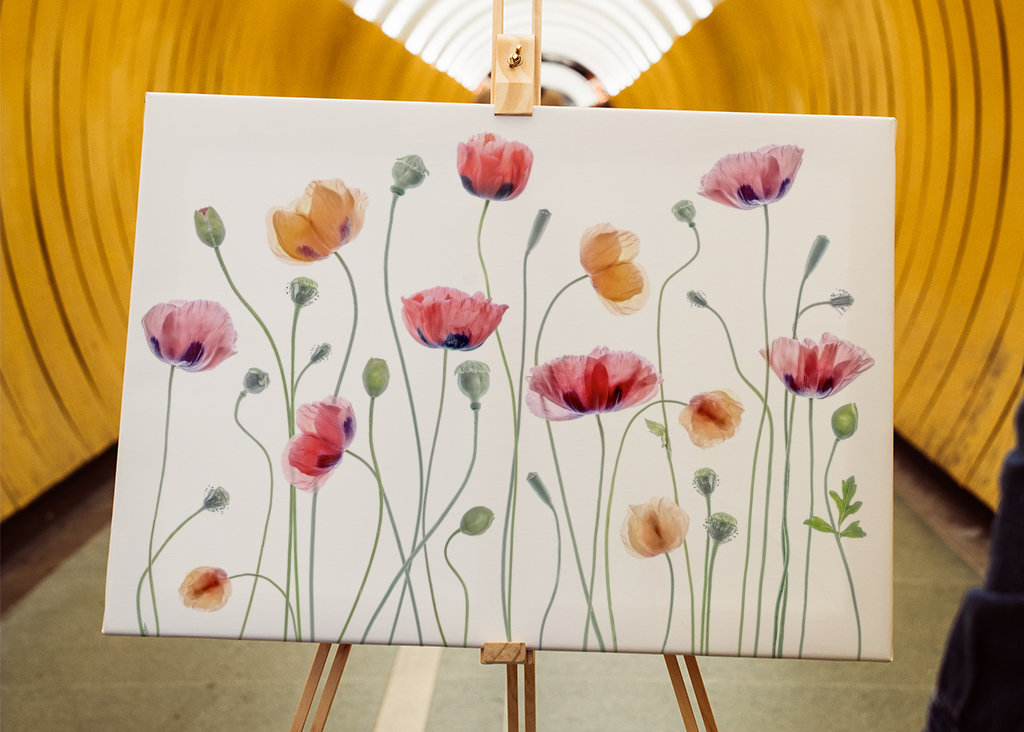 Papaver fest