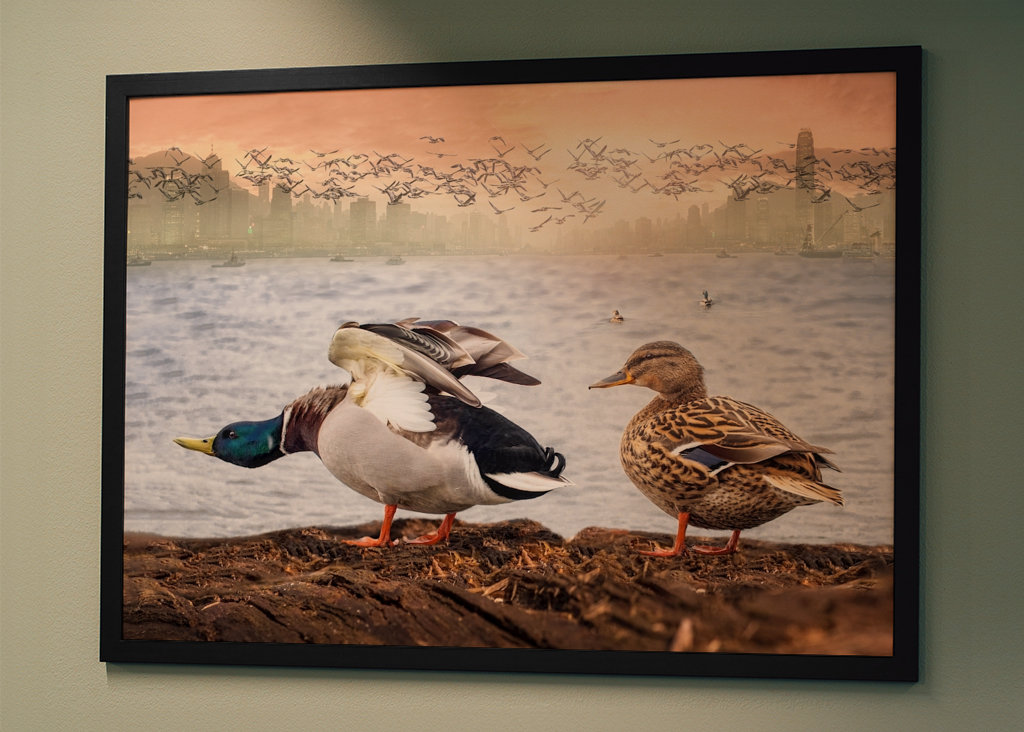 Visita dell'anatra a Hong Kong