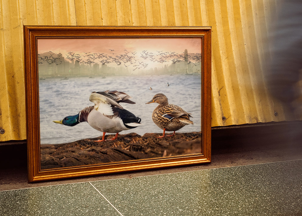 Visita dell'anatra a Hong Kong