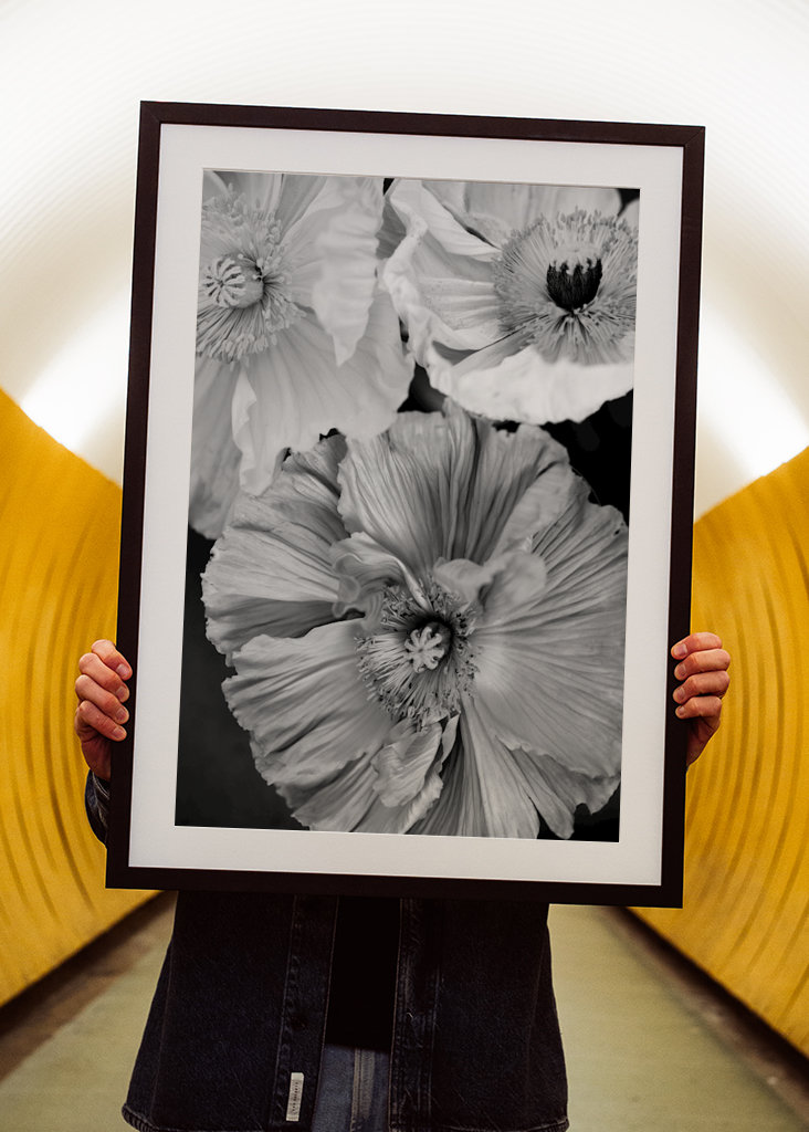 Poppy flowers in bw
