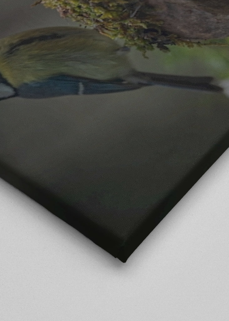 Ovčácká modrá sýkorka