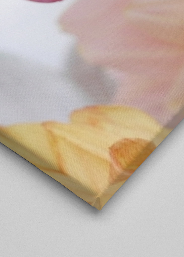 DAHLIA Rosa Variation 1/2