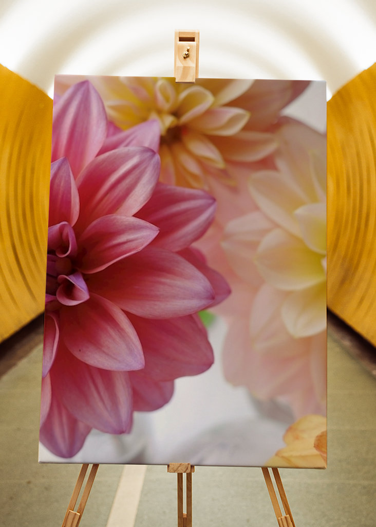 DAHLIA Rosa Variation 1/2