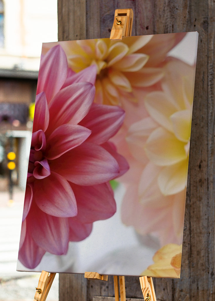 DAHLIA Rosa Variation 1/2