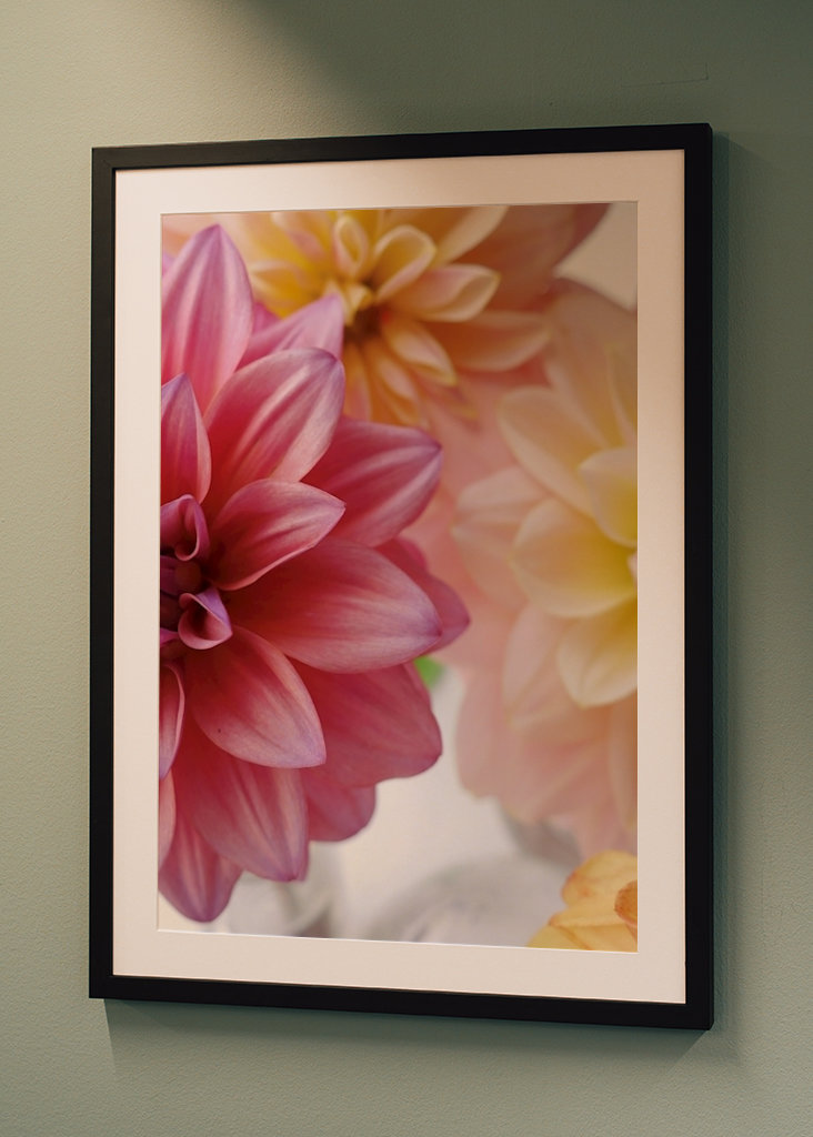 DAHLIA Rosa Variation 1/2