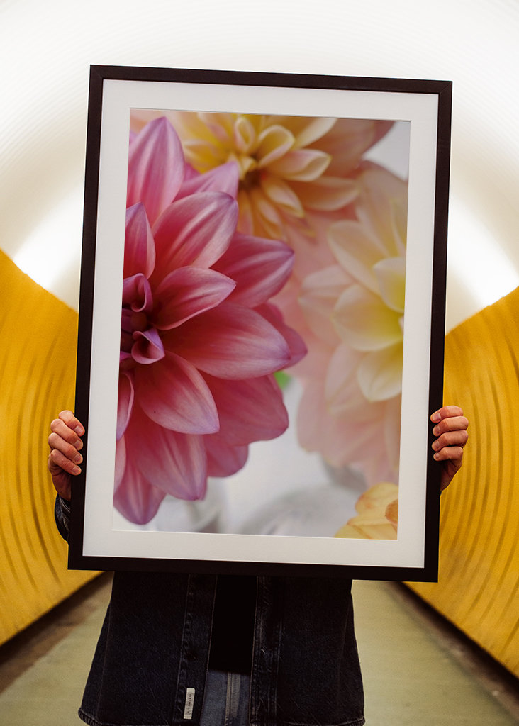 DAHLIA Rosa Variation 1/2