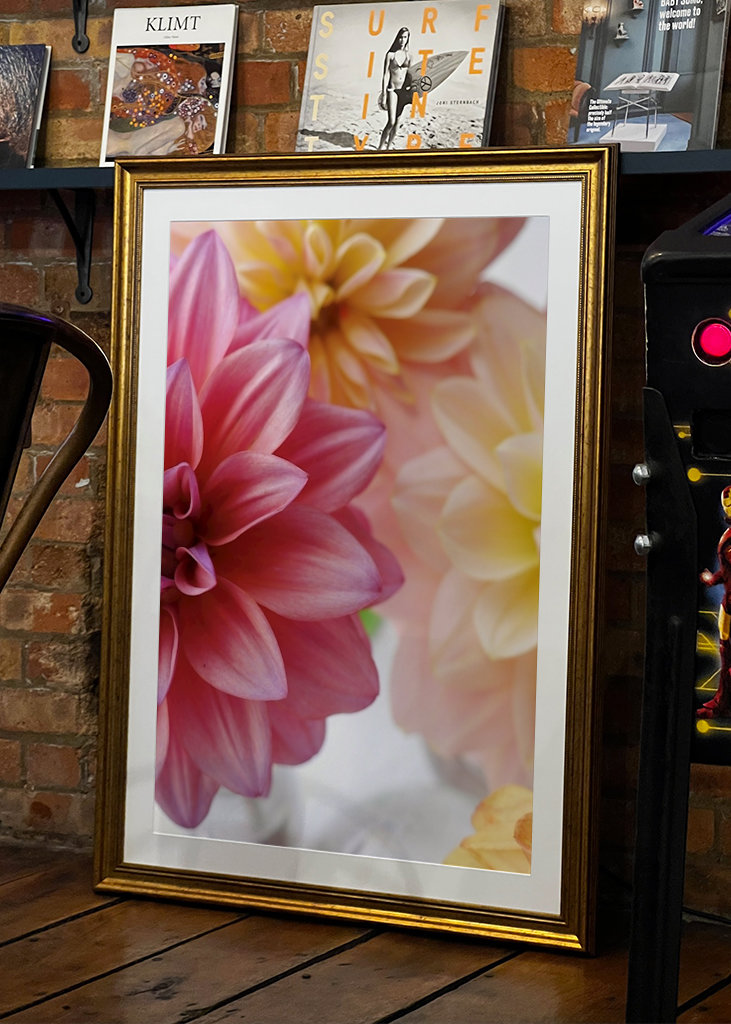 DAHLIA Rosa Variation 1/2