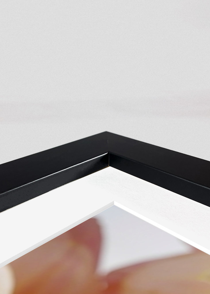 DAHLIA Rosa Variation 1/2