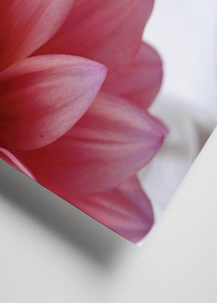 DAHLIA Rosa Variation 1/2