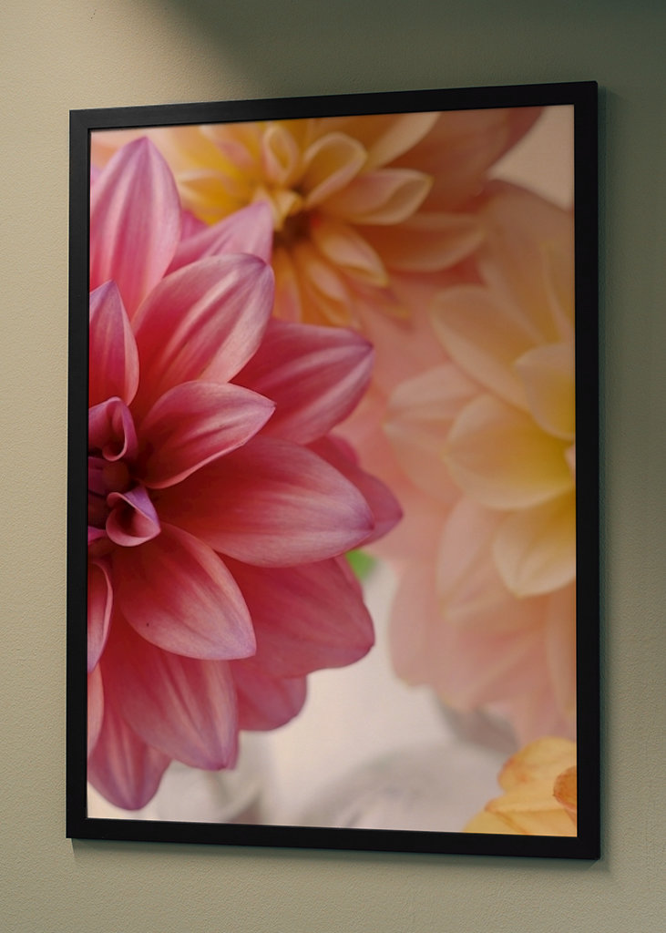 DAHLIA Rosa Variation 1/2