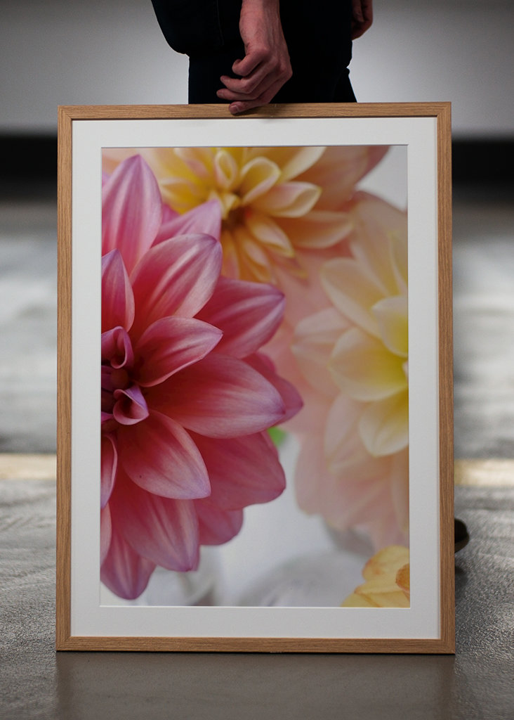 DAHLIA Rosa Variation 1/2