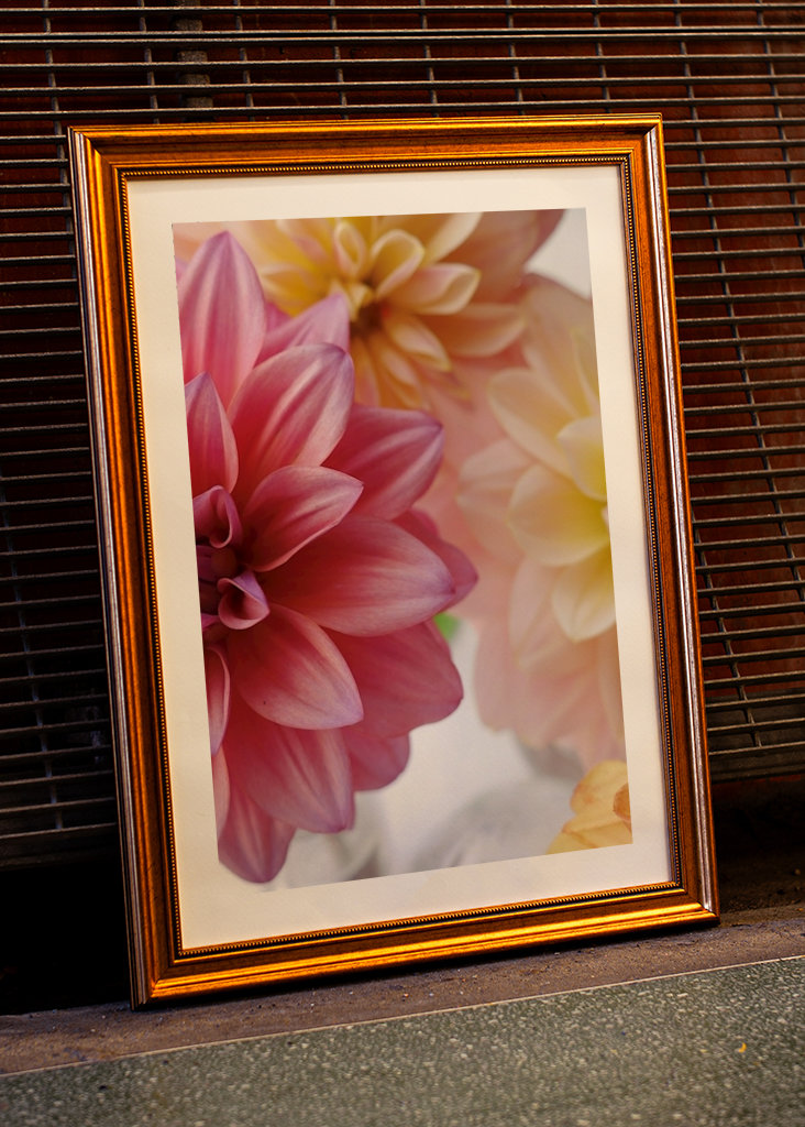 DAHLIA Rosa Variation 1/2