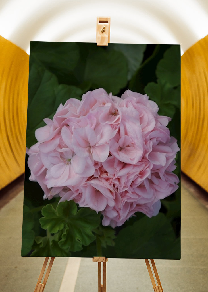 Geranium ”MÅRBACKA”